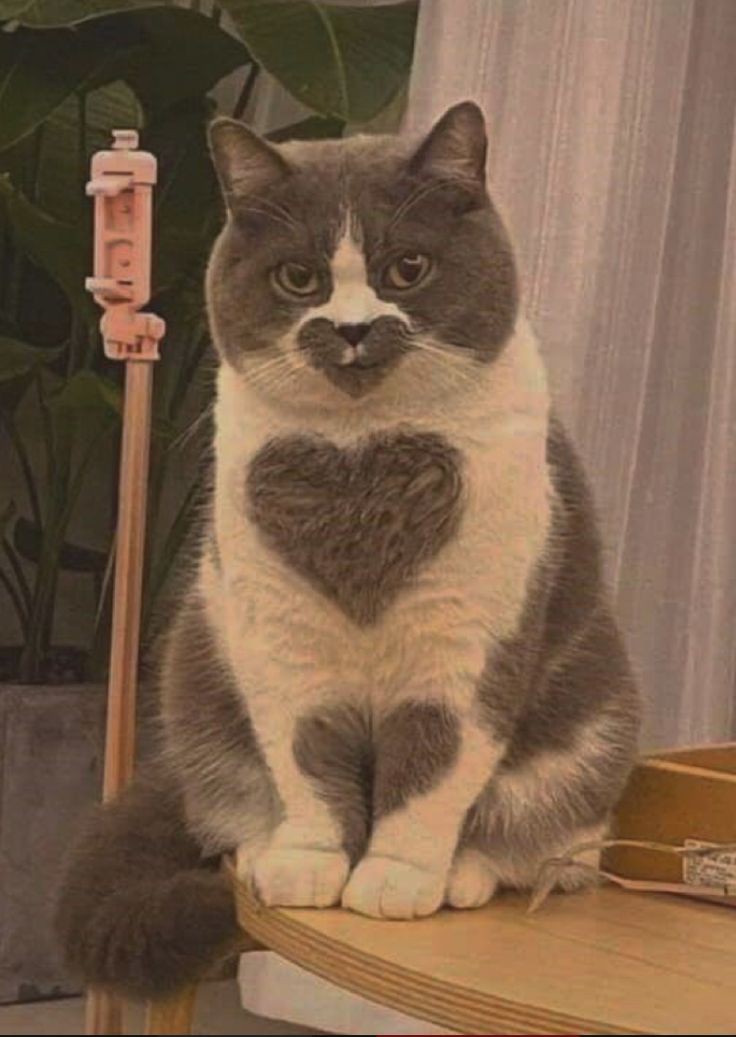 lovedieee___'s tweet image. 🌹Утренняя цепочка твиттерских, давайте искать друг друга🌹
 ✨Всем прекрасного дня✨

🌹Читай меня ( я взаимна) 🌹
🌹Делай ретвит🌹
🌹Читай ретвитнувших🌹

✨🌹делайте ретвит и фав этой цепочки и ждите новых читателей✨🌹

#ЦепочкаФолловеров
#цепочкатвиттерских