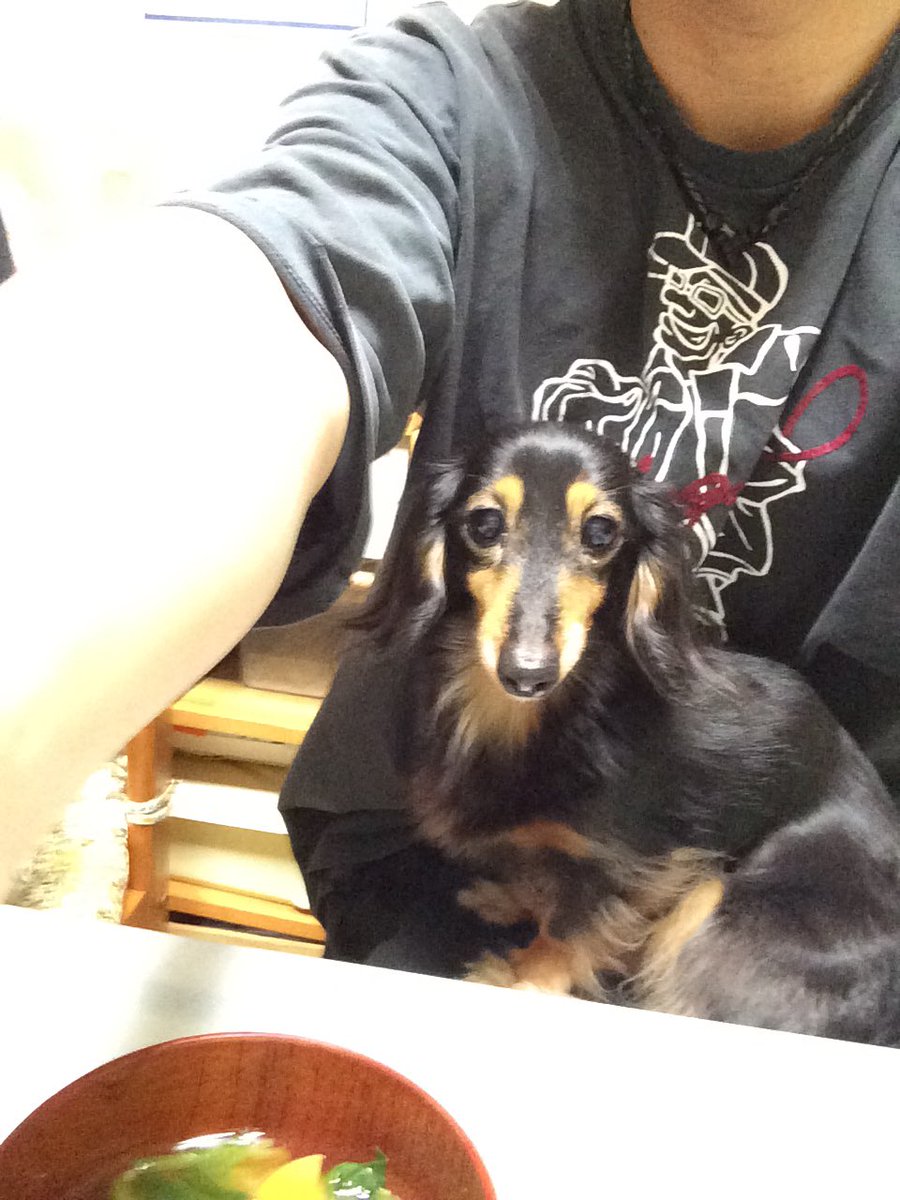 将軍下赤塚店 お疲れ様です ムックです 猫の次は犬に癒されてる最中 皆様いかがお過ごしでしょうか やっぱ犬可愛い 動物は純粋なんだよなぁ 他に癒される物は 何だ 将軍下赤塚店 犬 ミニチュアダックスフンド 将軍下赤塚店 お疲れ様です ムックです 猫の次は犬に癒されてる最中 皆様いかがお過ごしでしょうか やっぱ犬可愛い 動物は純粋なんだよなぁ 他に癒される物は 何だ 将軍下赤塚店 犬 ミニチュアダックスフンド