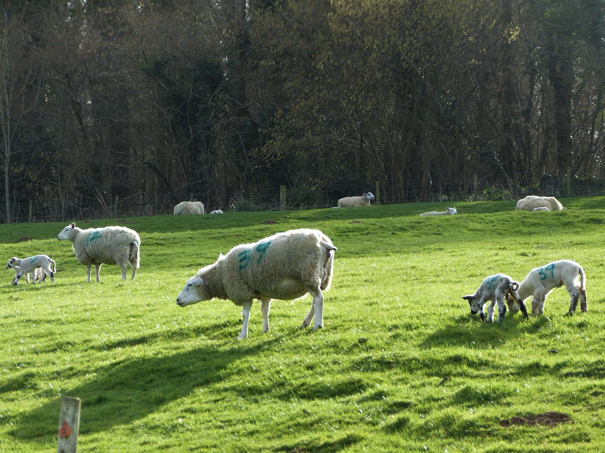 In perfect walking weather yesterday I did a loop around the land once occupied by Stanley Abbey nr Calne; the roadside banks were lit by the golden stars of lesser celandine, the grass was so green and the sun shone warmly down on brand new lambs. #timeforwiltshire #GreatWestWay