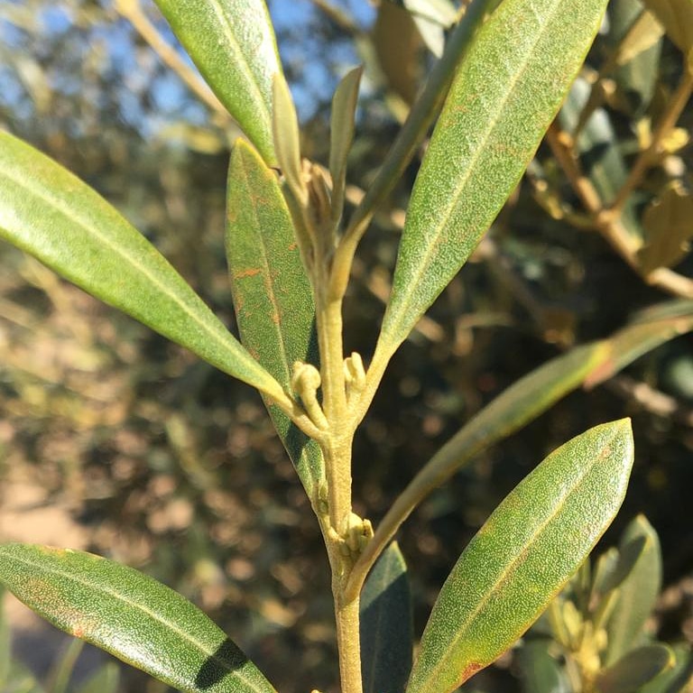cinco_hermanas's tweet photo. La primavera se abre paso en nuestra finca. 💚🍈🌿 #aove #Extremadura #AceitedeOlivaVirgenExtra https://t.co/Fqutibydrh