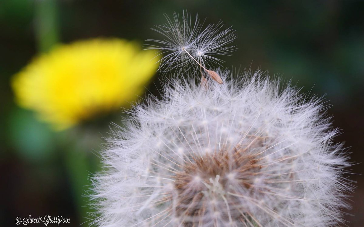 タンポポの綿毛