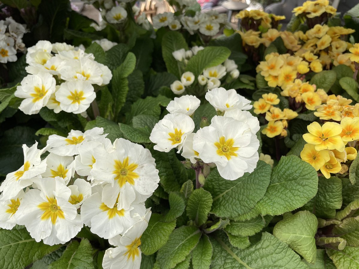 HLPlantCentre's tweet photo. We have a wide range of spring perennials in stock, here are a few favourites! 🤗
Primula 1L £4.95 each
Ranunculus 10.5cm £3.95 each
#theplantcentreathortusloci #gardencentre #springflowers #springperennials #perennials #spring #primula #ranunculus https://t.co/EOuQtV0amG