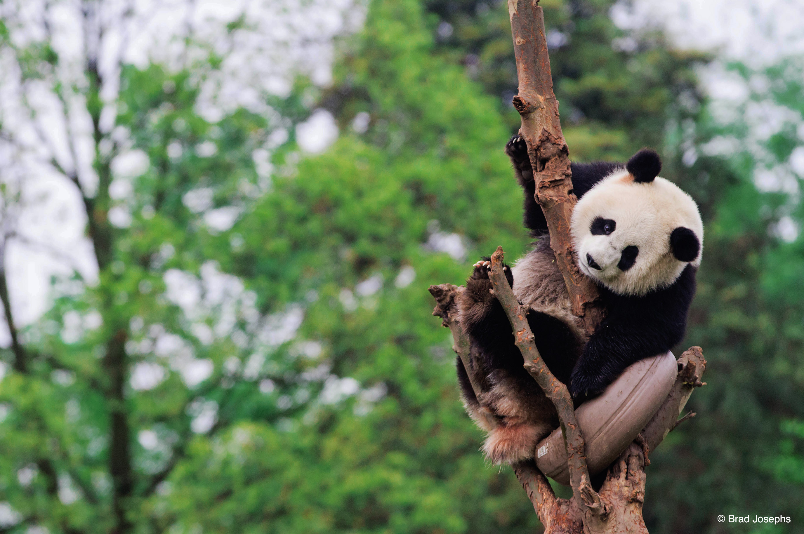 تويتر Wwf على تويتر Habitat Loss And Fragmentation Are Still Major Threats To Their Survival Panda Habitats Are Home To Other Threatened And Endangered Species Like Golden Snub Nosed Monkeys Red Pandas