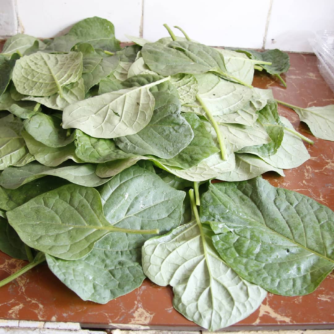 UkulimaTech's tweet photo. Not only does organic production help reduce public health risks, mounting evidence shows that food grown organically are rich in nutrients such as vitamin C, Iron, Magnesium and Phosphorus.Managu looking all healthy at our backyard farm#organicfarming#pesticidefree#gardenfresh https://t.co/823V5i5fb4