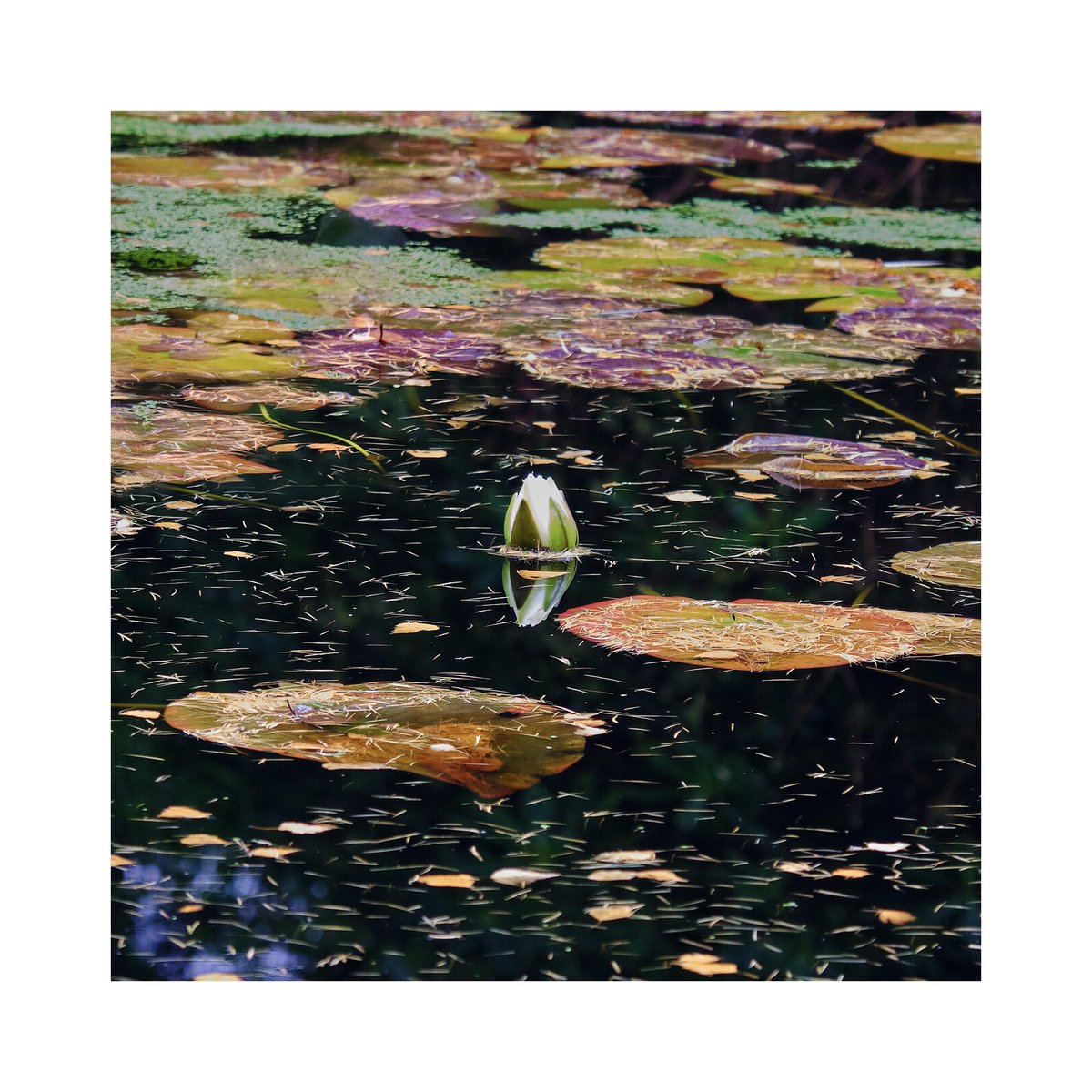 ComKavanak's tweet photo. Colours at Inverewe Gardens, November! Its beautiful all year round! - photography by https://t.co/QUvpfUJxUc #flowers #outdoors #garden #Scotland #beautiful #Americanscottishfoundation #inverewegardens #walk #colour #earth #photography https://t.co/kyQSXV1DaE