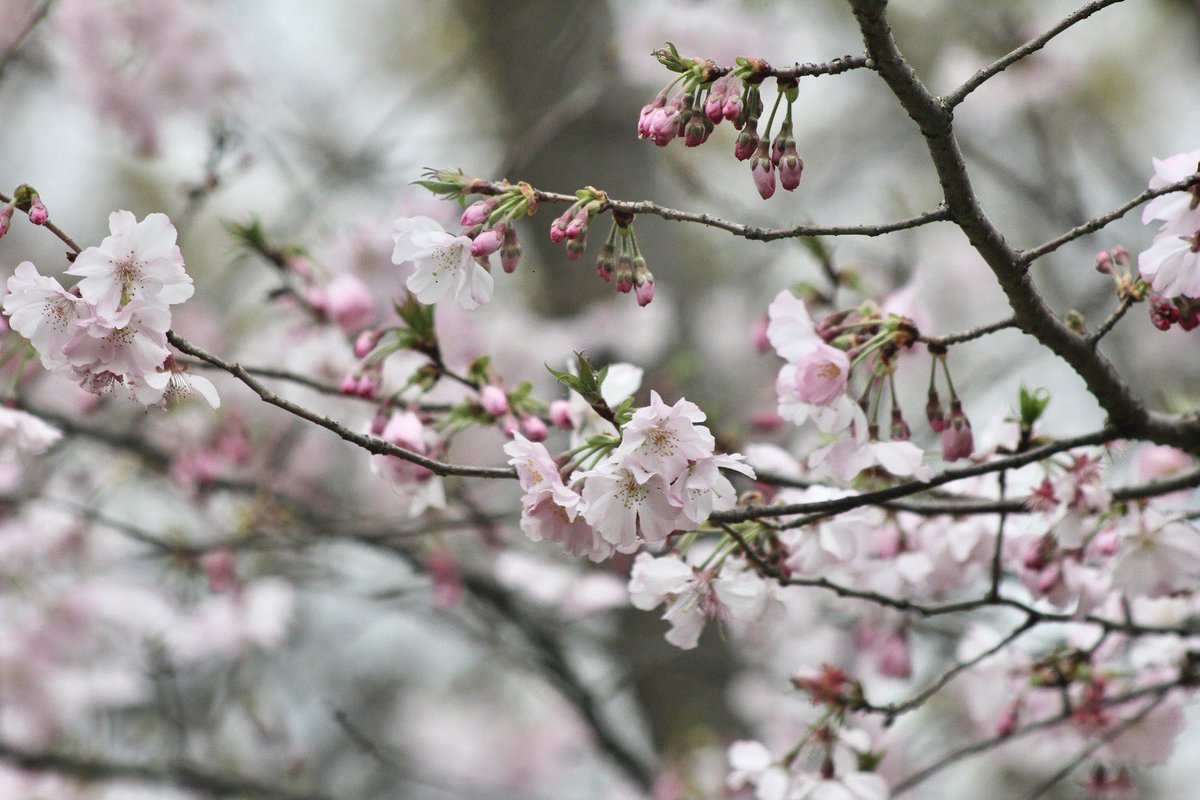 福岡市植物園 サクラ の開花情報です 芝生広場の ソメイヨシノ はちらほら 二季咲の アーコレード は見頃です 温室横の ヤマザクラ も見頃です サクラのリレー はまだまだ続きます 福岡市植物園 福岡市動植物園 一人一花 さくら