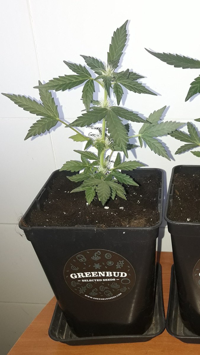 AdrycManellson's tweet photo. Y os preguntaréis como es posible la diferencia de tamaño y de desarrollo si las dos son la misma variedad y tienen el mismo tiempo pues es fácil la diferencia de capacidad del contenedor la forma 1 cuadrado y alto 750cc., el otro redondo, bajo y 3ltrs, 4 veces más #Sust...🧚‍♂️😎 https://t.co/ooIZnK9cxx