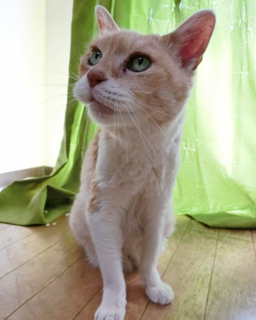 petMignon's tweet photo. 【猫の一時預かりボランティア募集】
飼い主が認知症のため施設へ入所し、不衛生な室内に猫が残され給餌だけしてもらっています。人見知りしない子のようなので、預かり可能な方はお問い合わせフォームよりご連絡ください。 https://t.co/FLxBYLHlF3 https://t.co/cJCGyqVvAy