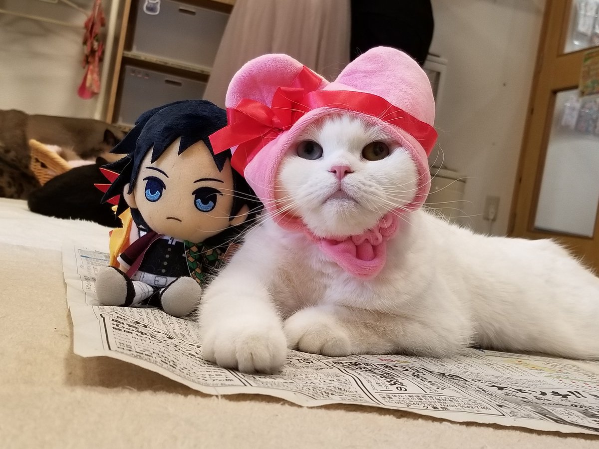 Uzivatel ねこカフェ 猫八 Na Twitteru カップル 成立 おめでとう とろろ 青森 八戸 ねこカフェ 猫カフェ 猫八 猫 ねこ ネコ Cat キャットホテル スコティッシュフォールド Uzivatel ねこカフェ 猫八 Na Twitteru カップル 成立 おめでとう とろろ 青森 八戸 ねこカフェ 猫カフェ 猫八 猫 ねこ ネコ Cat キャットホテル スコティッシュフォールド