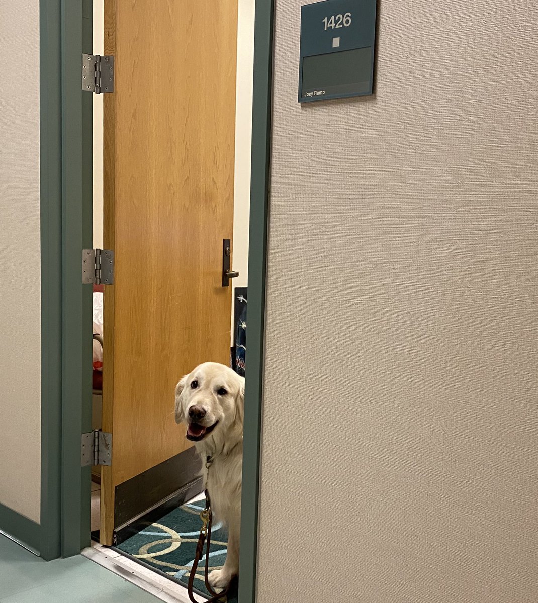 door scratch protector petsmart