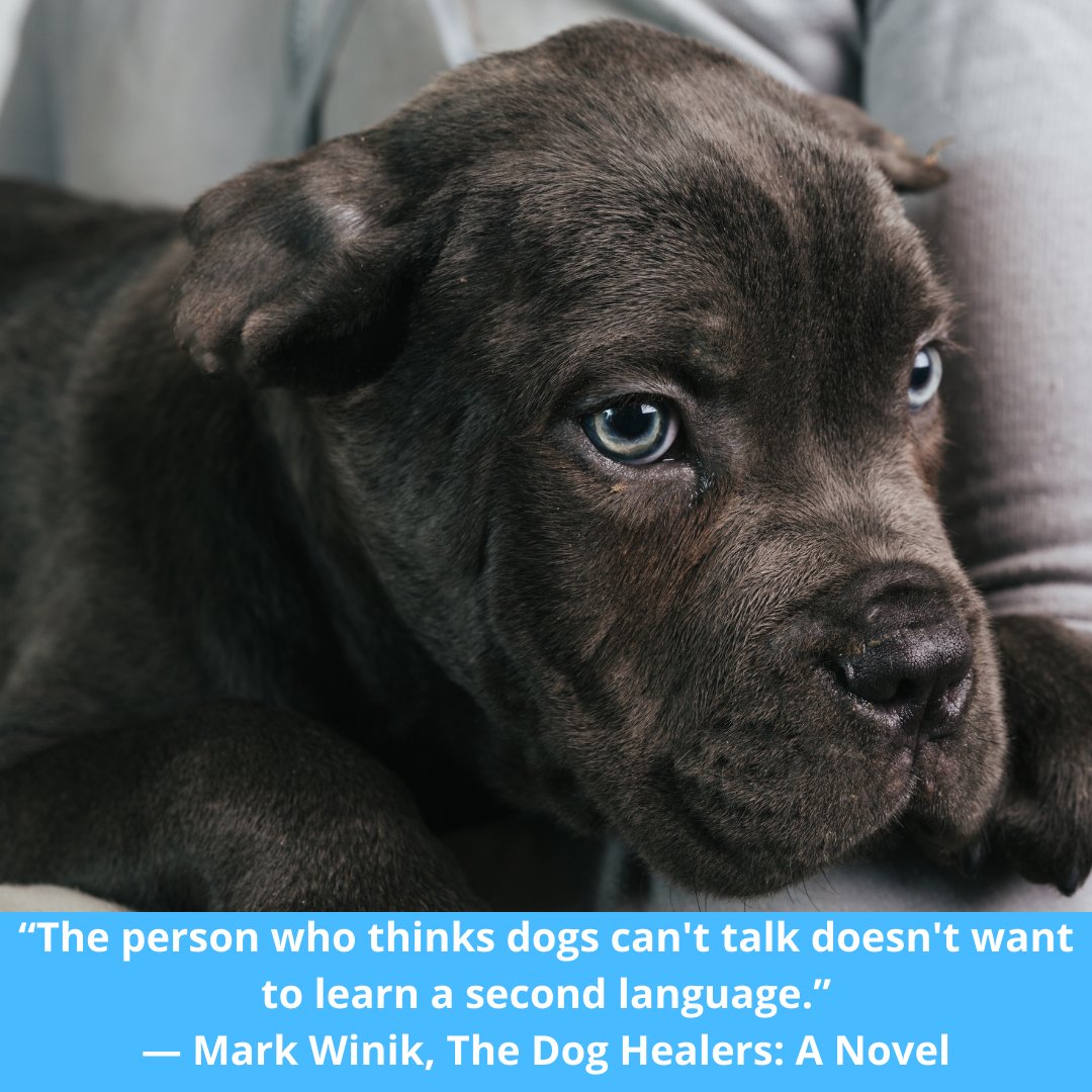 BufandGo's tweet photo. โThe person who thinks dogs can't talk doesn't want to learn a second language.โ
โ Mark Winik, The Dog Healers: A Novel
#dogs #dogsquotes #dogslife #dogsoftwitter #bufandgo https://t.co/q05k5W1kx0
