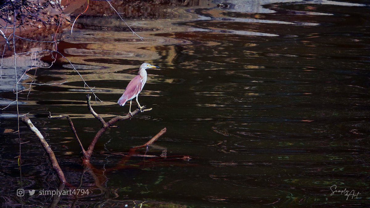 simplyart4794's tweet photo. Photography · Overlooks 
Place@Hongkong 
Follow @simplyart4794 

#simplyart4794 #animalphotography #travel #nature #animals #bird #birdphotography #wild #wildlifephotography #wildlife #animallovers #naturephotography #birdlovers #hongkong #naturelovers #lake #riverside #overlooks https://t.co/F3wjh82lat