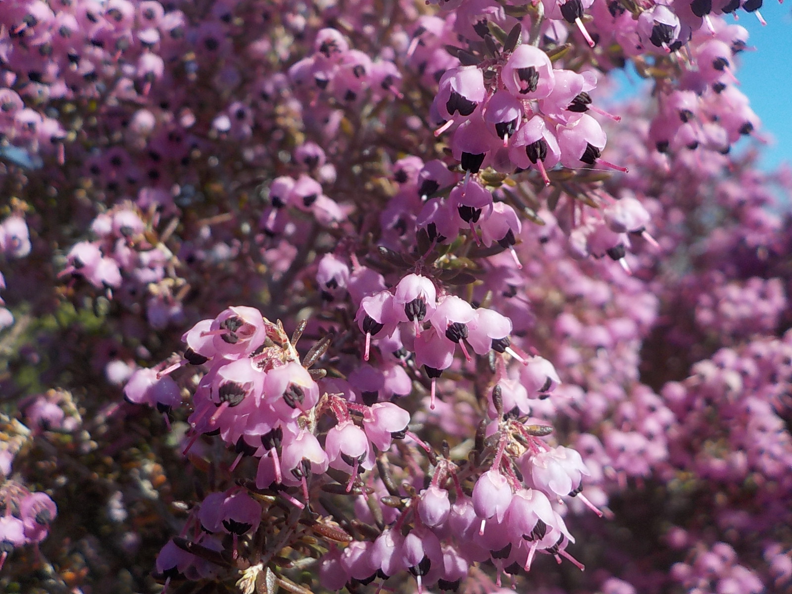 都立汐入公園 エリカ ヒース 花言葉 博愛 孤独 寂しさ 花期は 10月 6月の長期にかけて咲きます ツツジ科 エリカの花は尿酸を排出する作用があります 痛風 リュウマチの方は ぜひハーブティーにして飲んで症状緩和を試してみてはいかが