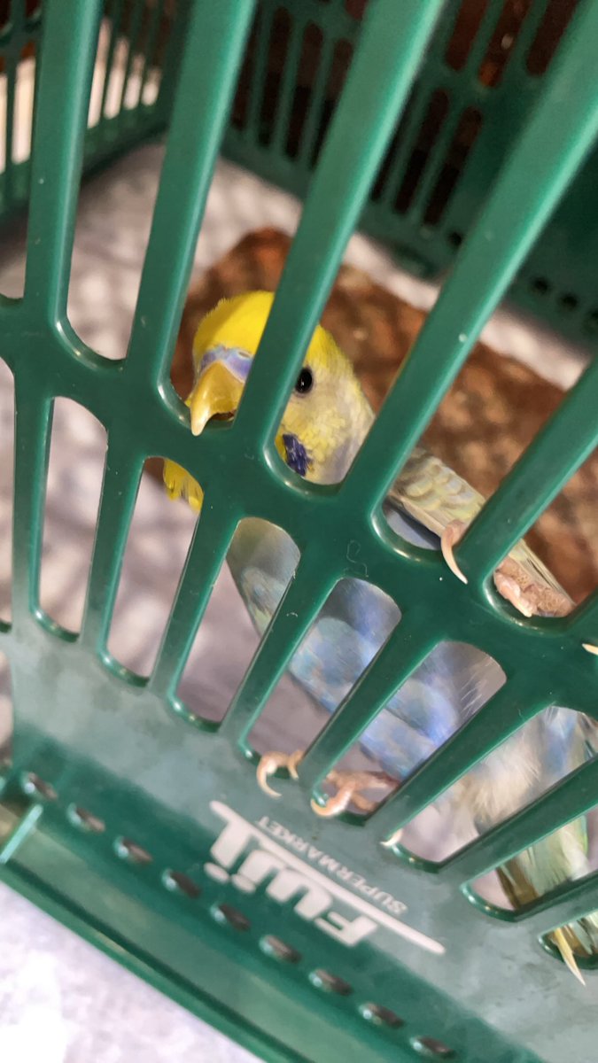 ten0712nn's tweet photo. 東京都府中市新町でセキセイインコ保護しました🦜外にちょこんって座ってました。
エサと水あげました。(食べない...)
黄色の頭で薄い青の綺麗なインコです。
口ばしが黄色の鼻？が青いです。
大人しいインコです
#迷いインコ　#保護インコ #セキセイインコ保護 #府中市新町
#インコ探しています https://t.co/umY5TH2LMb
