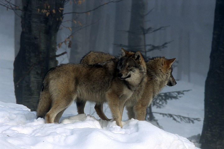 kpru's tweet image. Французского чиновника оштрафовали за волчий хвост

Подарок, который он преподнес, сочли кощунственным kp.ru/daily/27252/43…