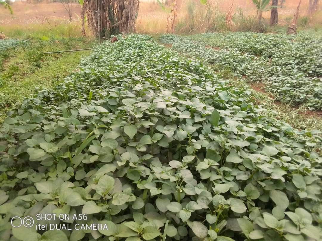 Made_In_Camer's tweet photo. Get to me for your fresh
Huckleberry
Cabbages
Green pepper
Waterleaf and
Celery
from @Akam Frankline
Location: mile 4 Nkwen, Bamenda
Tel: 673248912
#Timsblog https://t.co/bueutmHtCG