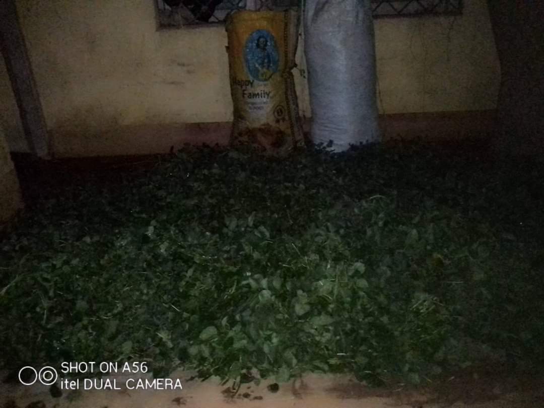 Made_In_Camer's tweet photo. Get to me for your fresh
Huckleberry
Cabbages
Green pepper
Waterleaf and
Celery
from @Akam Frankline
Location: mile 4 Nkwen, Bamenda
Tel: 673248912
#Timsblog https://t.co/bueutmHtCG