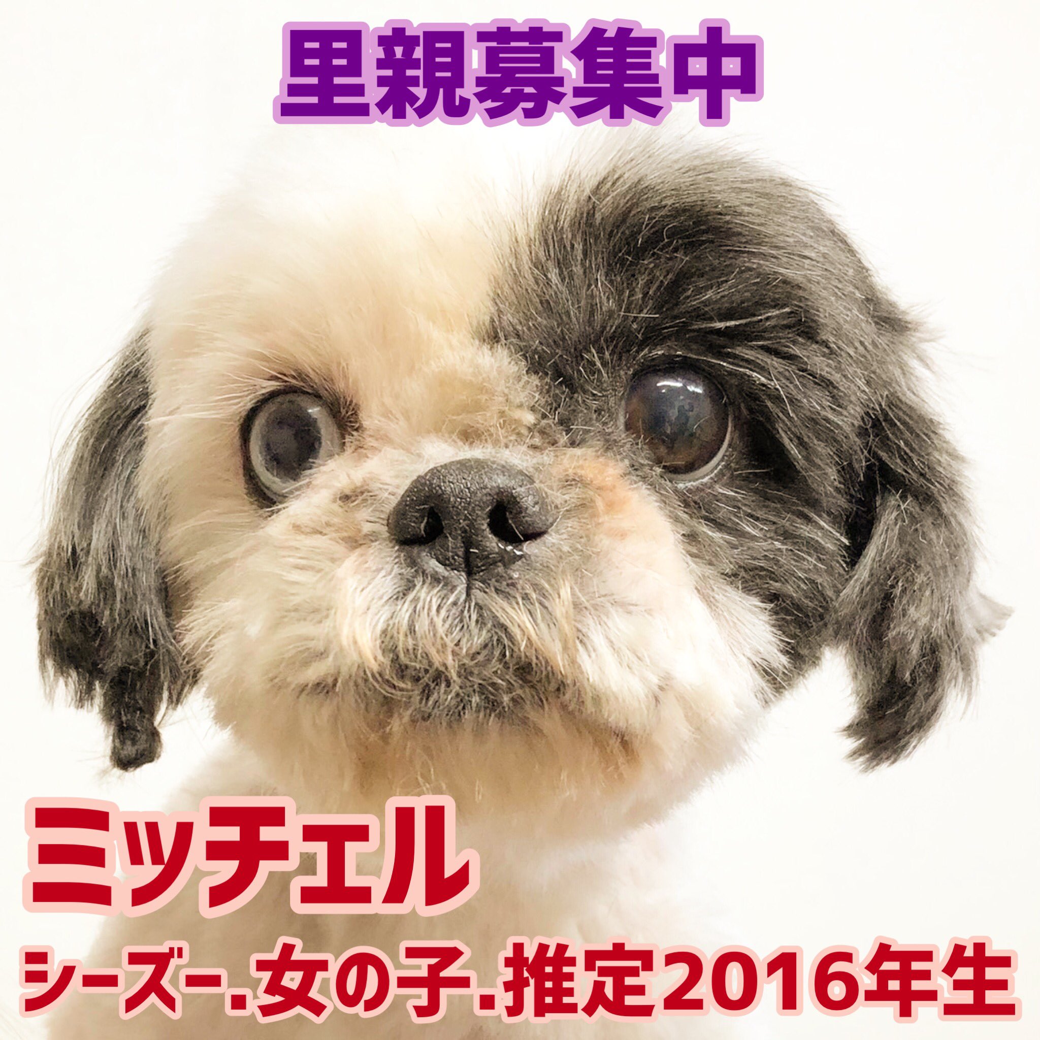 保護犬カフェ 鶴橋店 里親募集中 ブリーダー崩壊での保護から里親募集を開始した子たちです 譲渡には審査があります 他の店舗へ移動している可能性があります 問い合わせはお電話で 保護犬カフェ鶴橋店 06 4309 8715 譲渡会 里親募集型カフェ ラブ