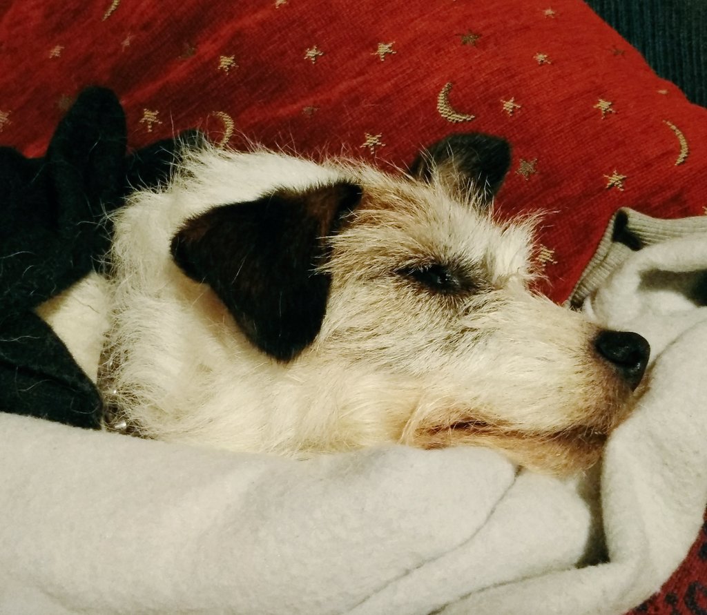 nopesisters's tweet photo. @TheAlmightyGod8 Or the #jackrussells https://t.co/lCfZq1Q0uX