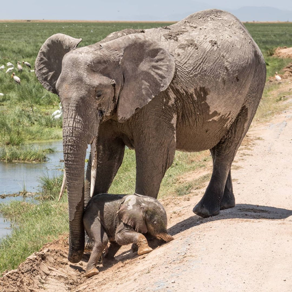 TrevaronTravel's tweet photo. A day old baby elephant learning how to balance and get himself stand on his feet. Wow!!

#africawildlife #wildlifeconservation #kenyawildlife #maasaimara #nairobinationalpark #natgeo #africanwildlife #kenyasafari #elephantsafari #trevarontravelandtours https://t.co/cLmfYkeZm1