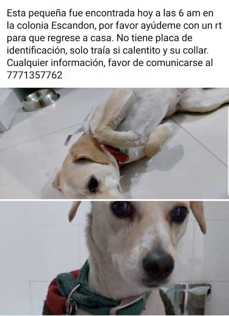 RT Ayúdennos a q la Sra.Juanita le regresen a su perrita Greta,Esto no es ético,ella la tenía bien cuidada el no vivir en una mansión no te hace tratar mal a tus animales #RegresenAGreta c.c. <a href="/MascotasSismo/">Mascotas Sismo</a> <a href="/MascotaNews/">@MascotaNews</a> <a href="/AgatanCdmx/">Agencia de Atención Animal</a> <a href="/PAOTmx/">PAOT</a> <a href="/FiscaliaCDMX/">Fiscalía CDMX</a> <a href="/Claudiashein/">Claudia Sheinbaum Pardo</a> <a href="/MrElDiablo8/">JORGE BECERRIL JB/8</a>