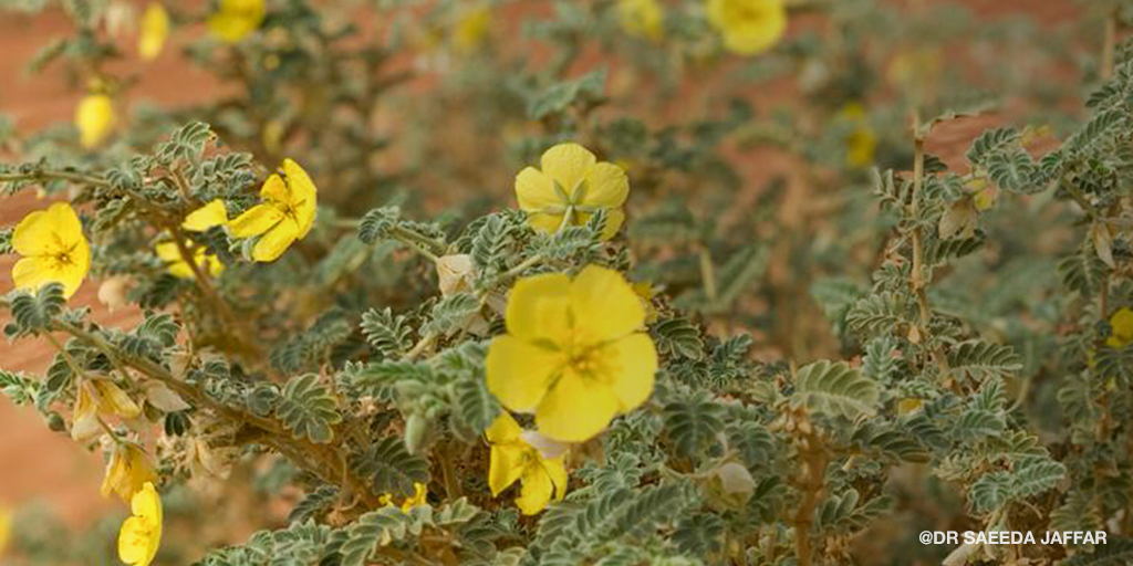 #UAE's #NationalFlower and yellow symbol of equality, the Tribulus Omanense, scatter around the country with delicate yet affirming beauty, evoking feelings of joy and delight to those who chance upon it. #Emirati