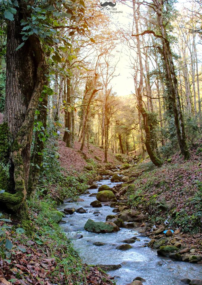 AfrikyaTN's tweet photo. we immerse ourselves deeper in the bewitching #forests of Bni Mtir, following its ravishing #WaterStreams, a morning breeze brought to you by the lens of Seif Ben Alaya, from northern-western #Tunisia.. Refreshing day ahead! https://t.co/txODbHXhN8