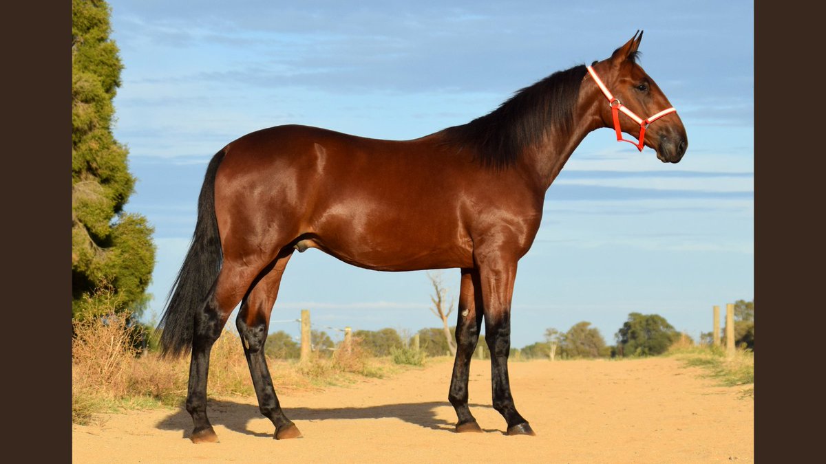 This colt is by #Tennotrump out of #PegasusSpur mare, Amaori Spur, and comes up as Lot 206 in April's <a href="/NutrienEquineSB/">Nutrien Equine Standardbred</a> Yearling Sale. Full pedigree &amp; details here:
nutrienequine.com.au/Catalogue/Lots…
#Vicbred #NeedForSpeed #BreedersCrown