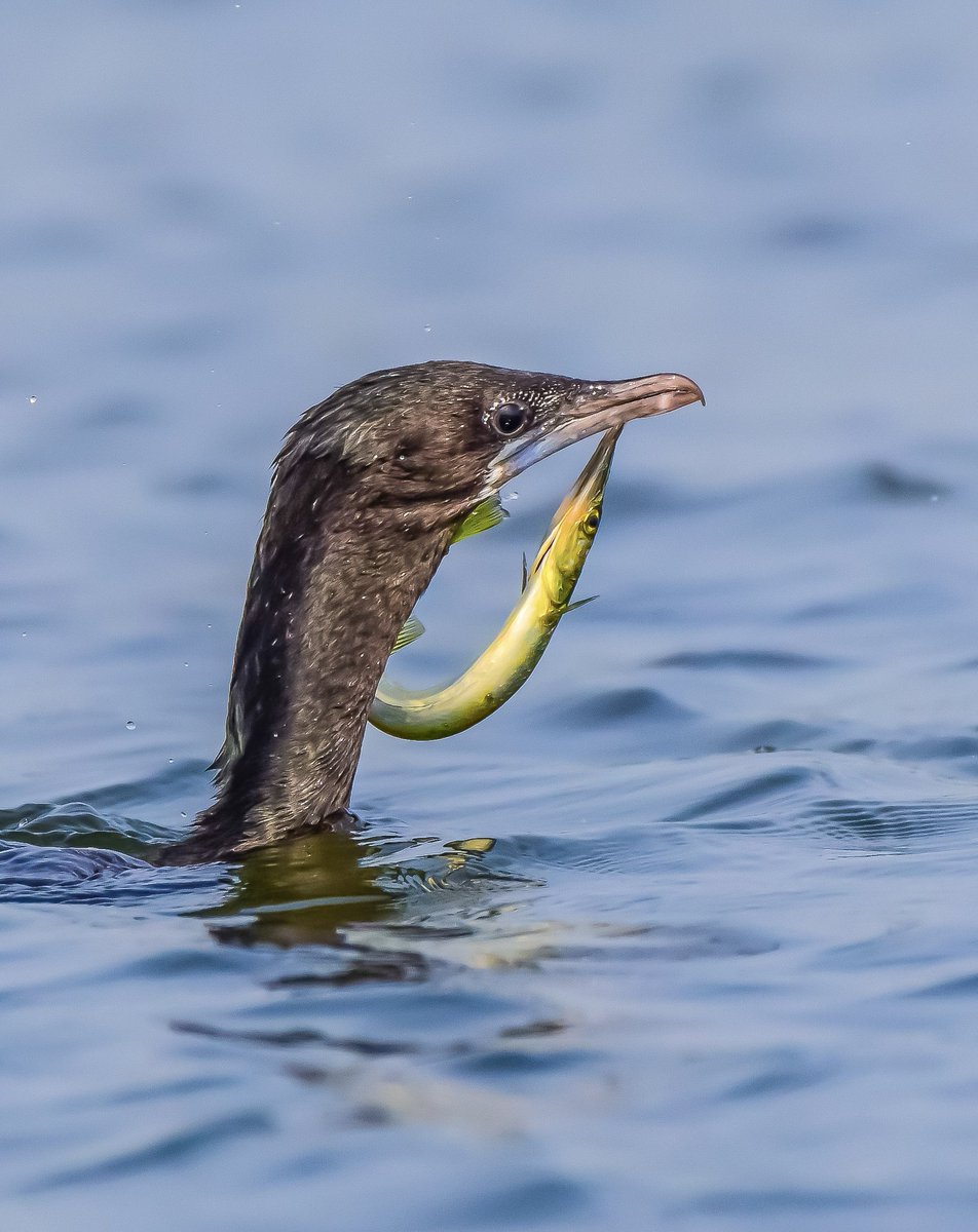 #Cormorant with catch
#birdwatching 
#BirdsSeenIn2021 
#birdphotography 
#bbcnature 
#NatGeo 
#yourshotphotographer @NatGeoLive 
#natgeomagazine @NatGeoMag