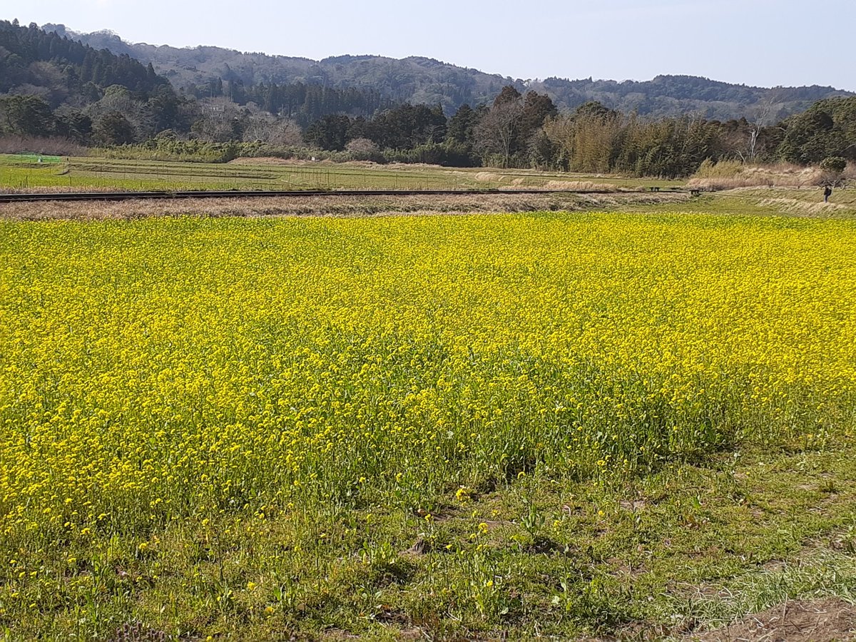 養老渓谷観光協会 3月16日 火 石神の菜の花畑です 養老渓谷駅徒歩約15分 手前はだいぶ成長してきました ある程度 見応えはある感じです ベストはまだ先ですが 楽しめそうです 1 2週間後はもっと良い状況になってると思います 養老渓谷 石神 養老渓谷観光協会 3月16日 火 石神の菜の花畑です 養老渓谷駅徒歩約15分 手前はだいぶ成長してきました ある程度 見応えはある感じです ベストはまだ先ですが 楽しめそうです 1 2週間後はもっと良い状況になってると思います 養老渓谷 石神