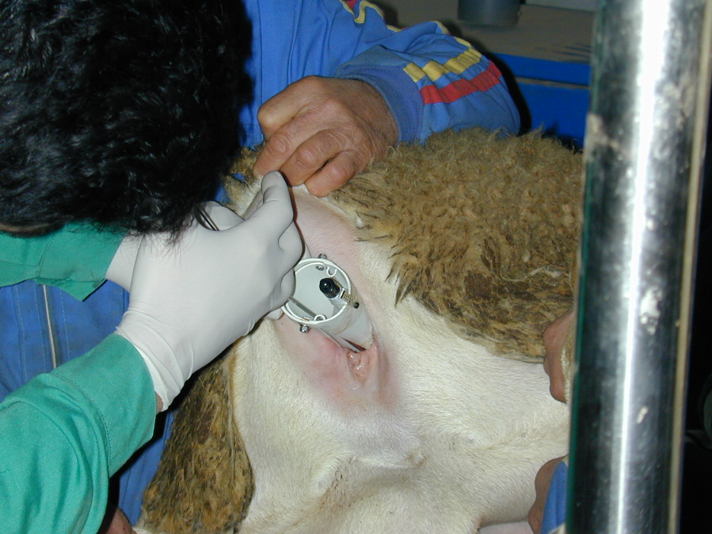 ReproviOvino's tweet photo. ¿Debería valer cualquier ganadería y cualquier animal para utilizar la inseminación en ovino?
https://t.co/J6jGi0dJEi https://t.co/40haQWMAOm