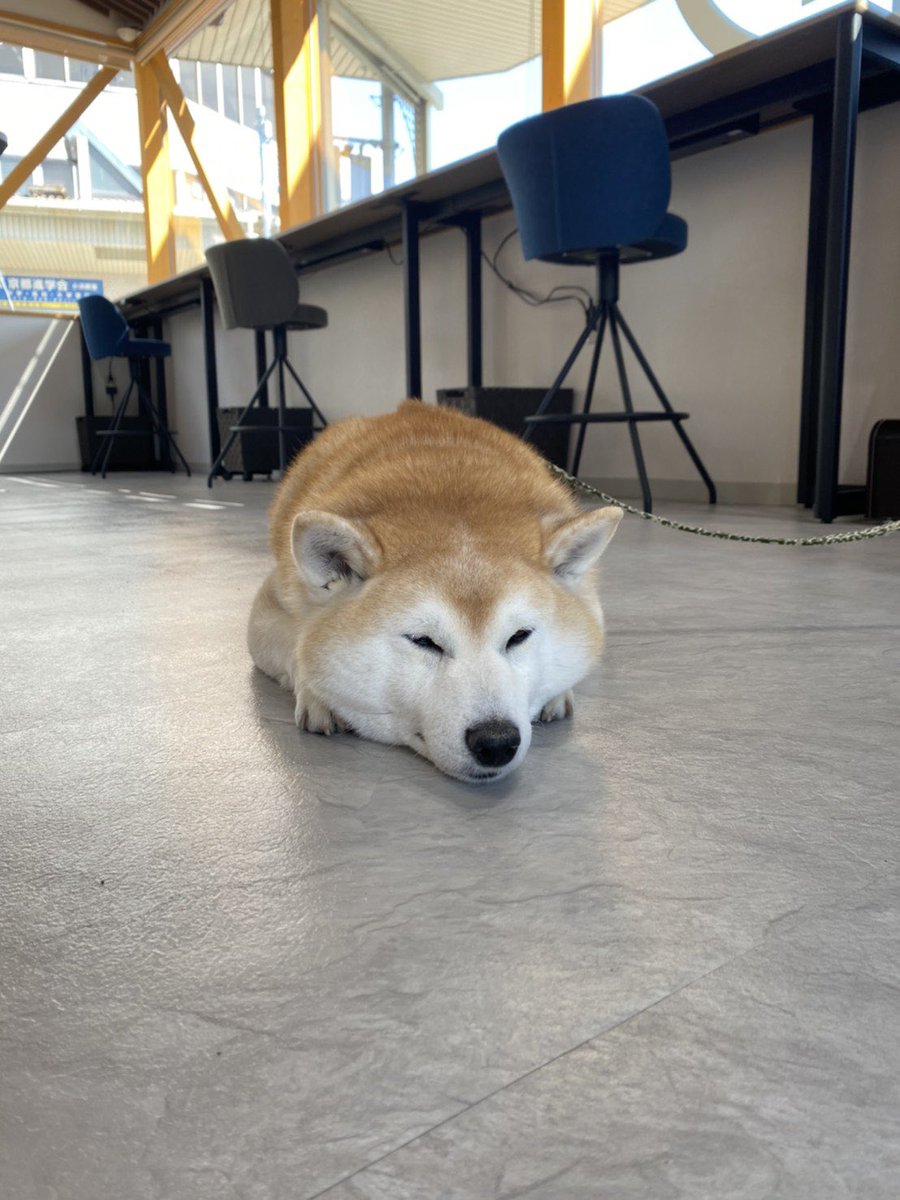 柴犬岳