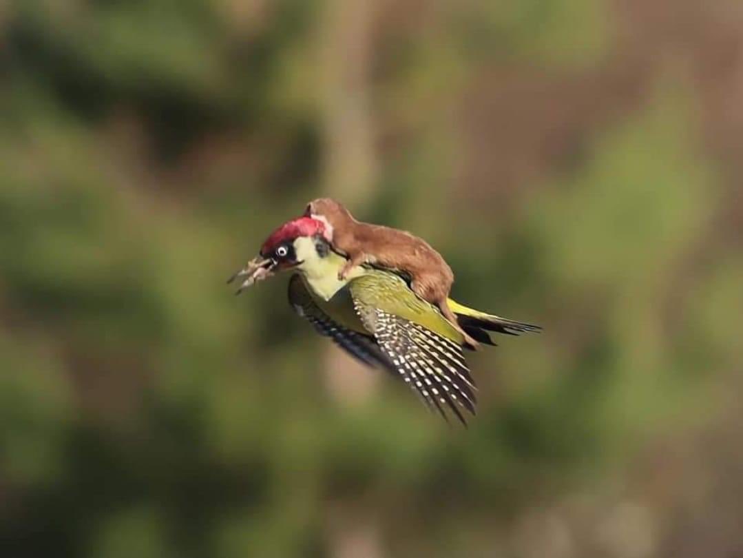 robjenkins2020's tweet photo. #thelastleg is it alright that a squirrel can catch a lift with mr woodpecker https://t.co/D3g33m31GB