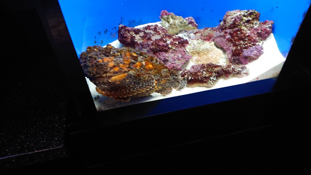 岩橋平和 岩橋 晃平 (@kohe1084) / Posts and Replies / X