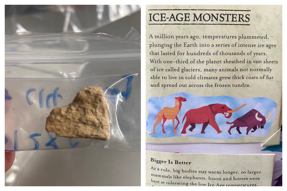 Katerina__Douka's tweet image. My son’s amazing pop-up book predicted that alongside woolly mammoths &amp;amp; steppe bisons we should be finding camel bones in the Pleistocene sites we study!Here’s a little fella from northeast Asia!Rare but highlights how many things we still don’t know #FINDER_Project @ERC_Research