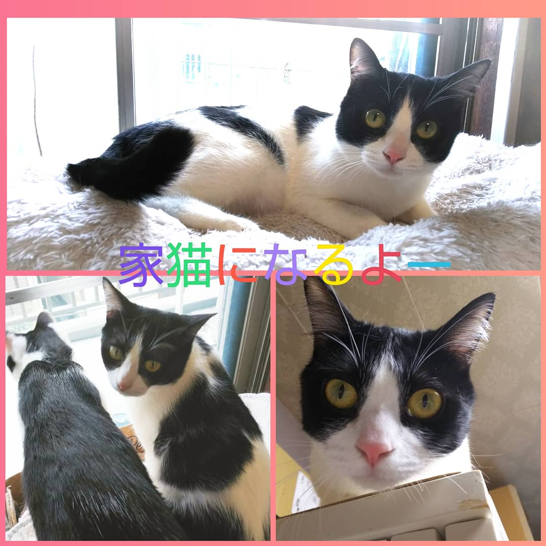 猫カフェ 猫まるカフェ別館 Nekomaru East Twitter