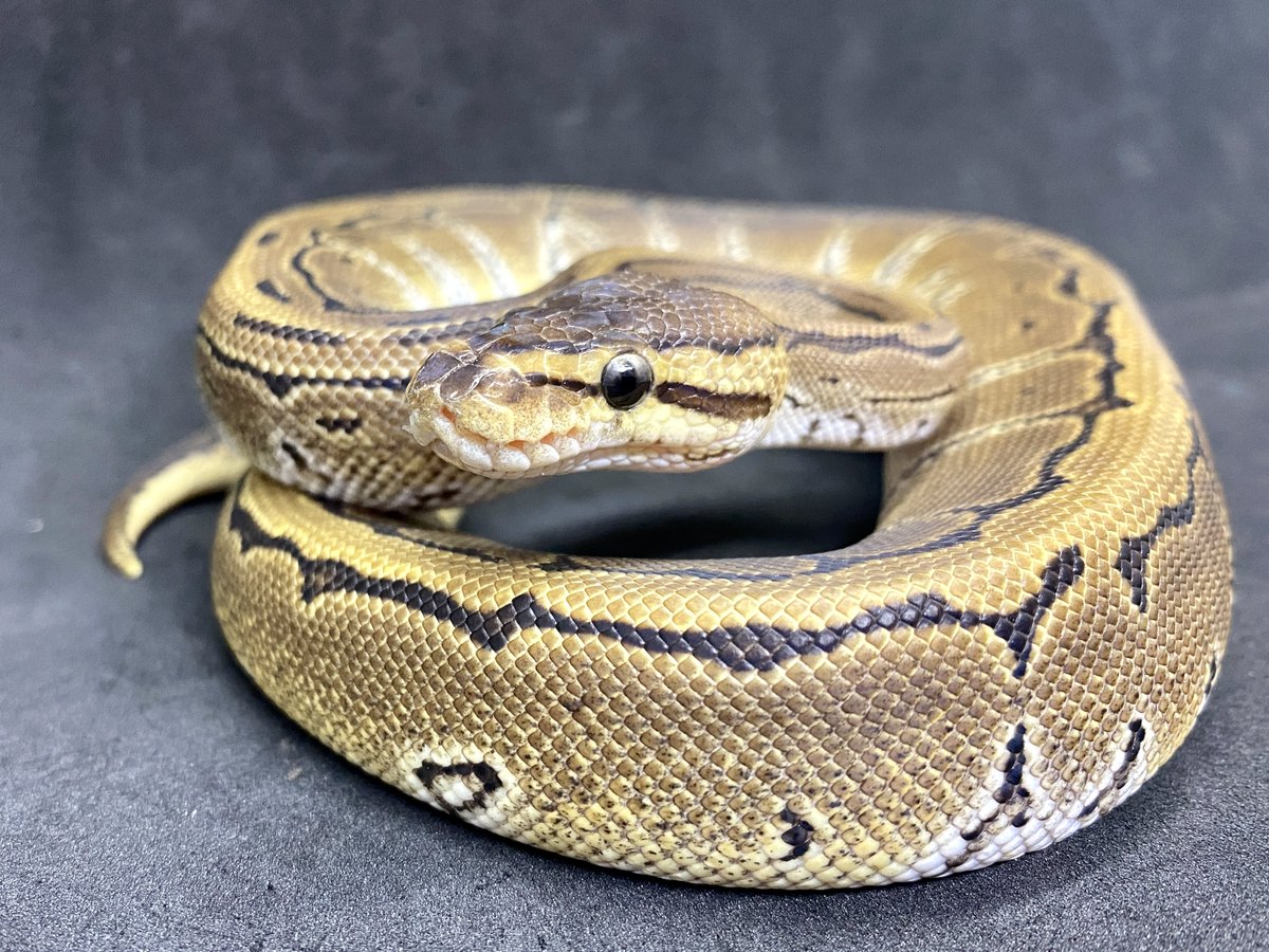 Take アクアマイティー ボールパイソン ピンストライプ メス個体 重さ約168g前後 T Co Eym7o0u6r5 ボールパイソン ピンストライプ ボールパイソンピンストライプ アクアマイティー ヘビ 爬虫類 T Co D0goodxebb Take アクアマイティー ボールパイソン ピンストライプ メス個体 重さ約168g前後 T Co Eym7o0u6r5 ボールパイソン ピンストライプ ボールパイソンピンストライプ アクアマイティー ヘビ 爬虫類 T Co D0goodxebb