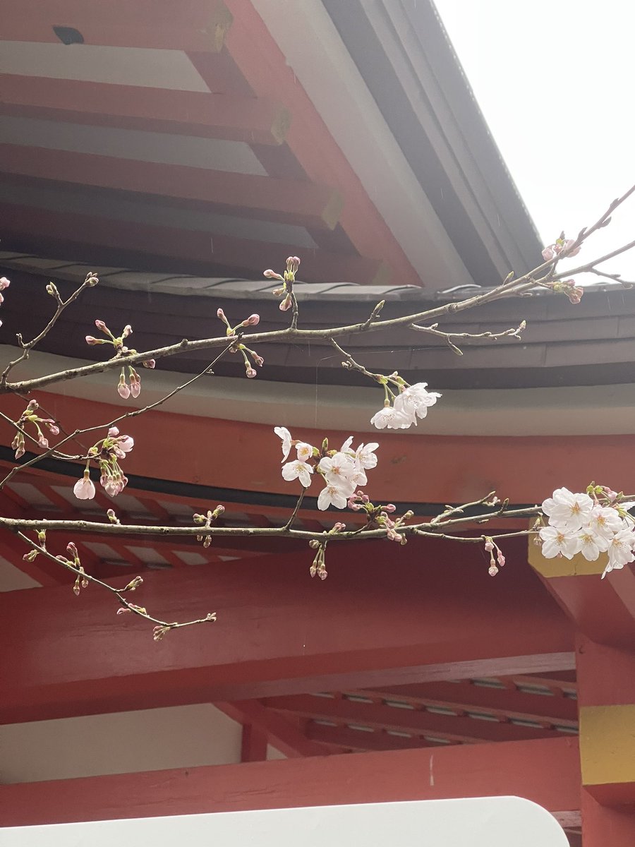 順古 まだ肌寒い宇佐神宮で 桜が咲いていました 順古 まだ肌寒い宇佐神宮で 桜が咲いていました