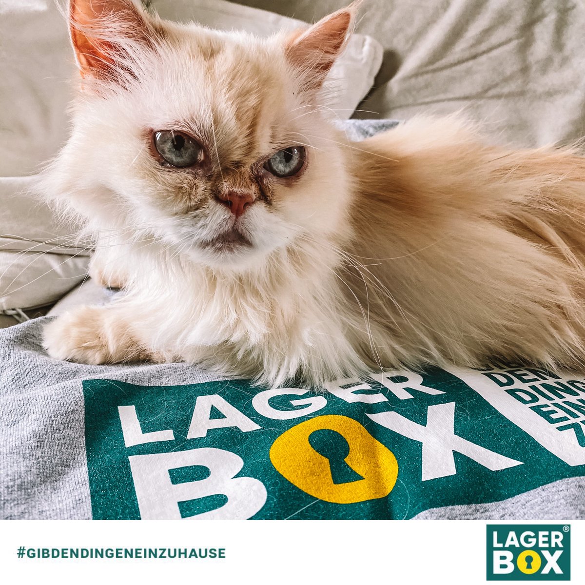 Unsere LAGERBOX-Katze Shiva findet den Pulli sehr gemütlich 🐈
#katzenfreunde #katzenfoto #katzenliebe #katzenglück #katzenliebhaber #lagerbox_selfstorage #gibdendingeneinzuhause