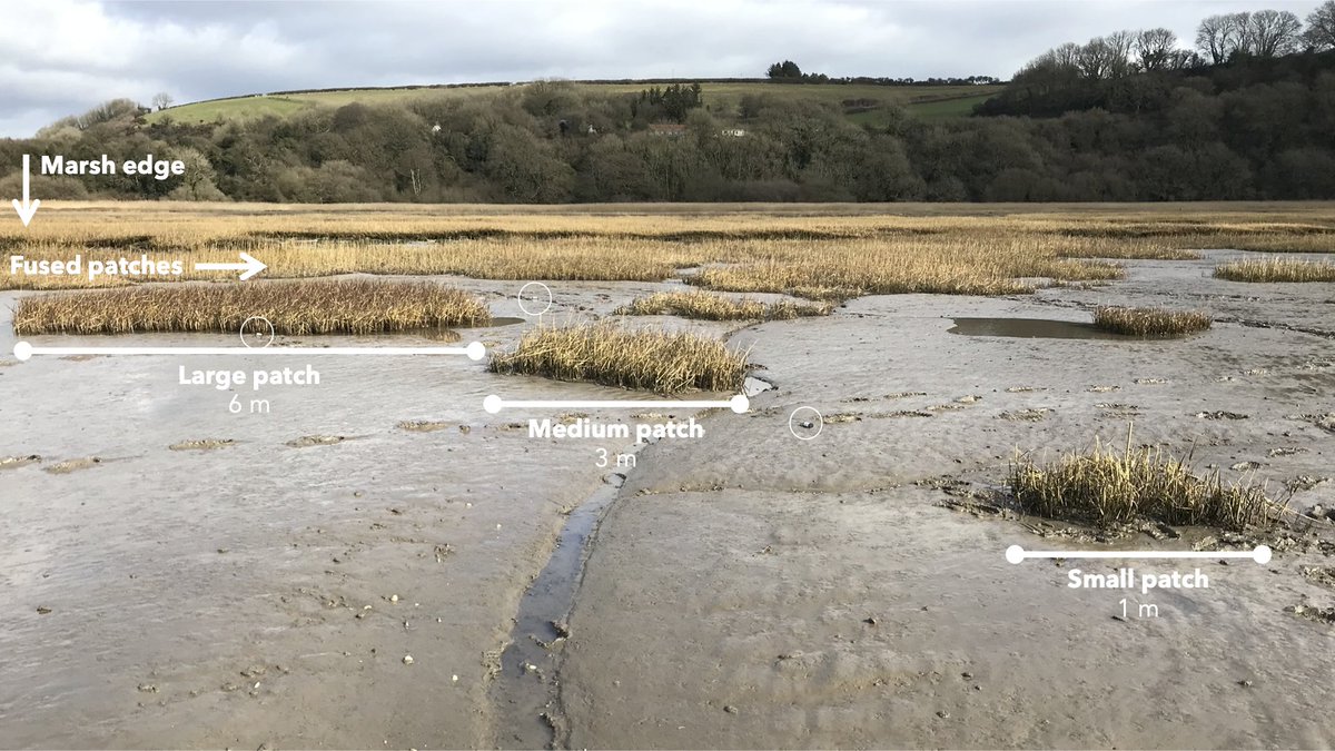 How do plant patches facilitate a #mudflat -> #saltmarsh shift? Presumably through friction and flow routing of the tide. Hopefully a combo of #HiPIMS models and #MiniBuoy monitoring will tell us! @UofGGES @livingdeltas #biogeomorphology