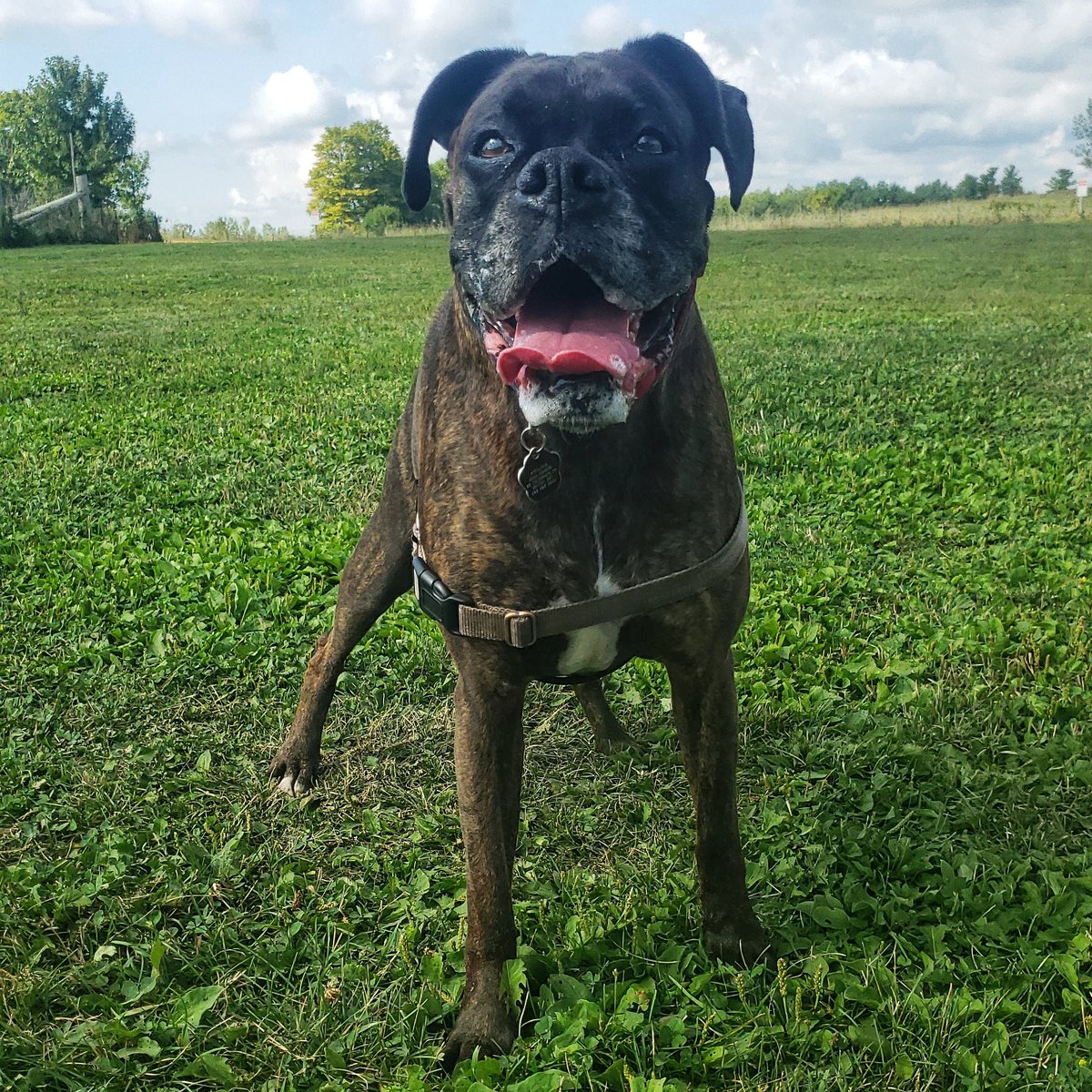 WalkinDogwalk's tweet photo. Happy #tongueoutTuesday from Miss K!
π
ππΆπΎπ
#TOT #brindleboxers #walkinthedoginwhitby #walkinthedog https://t.co/uW53nG8bcc