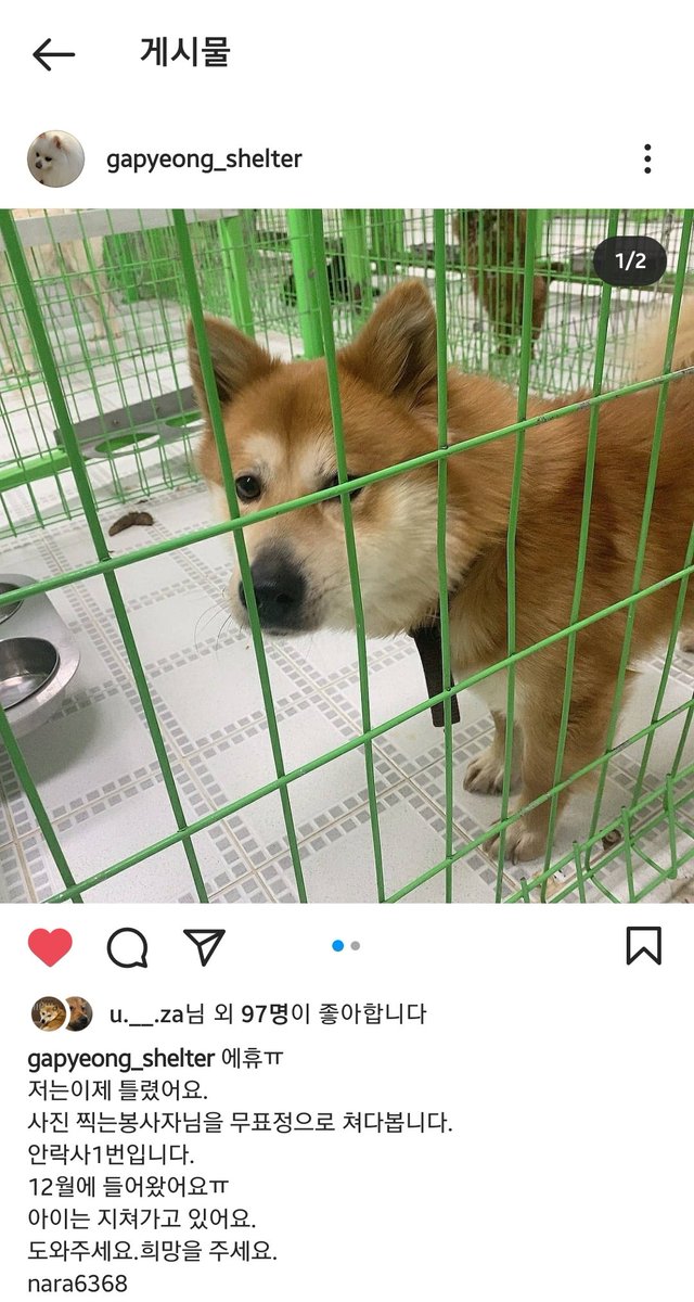 leo_zip's tweet image. 가평보호소 안락사 1순위 아이래요.
운명을 바꿔줄 가족 기다려요. #가평보호소
