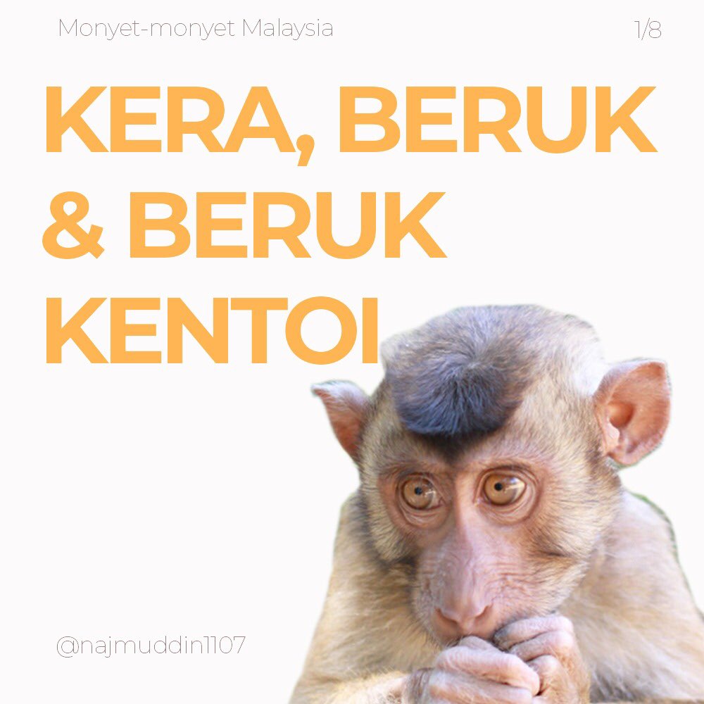 bdcvuthm's tweet photo. Fakta mengenai spesis Macaca yang terdapat di Malaysia. Apa lagi ciri Macaca yang anda tahu? Tulis di bahagian komen 😄

Bagi warga Johor, jangan lupa isi tinjauan! Terima kasih (https://t.co/kHDsBvZQ8e) 

#primate #primata #monyet #malaysia #primatology https://t.co/yzQJbnJMV8