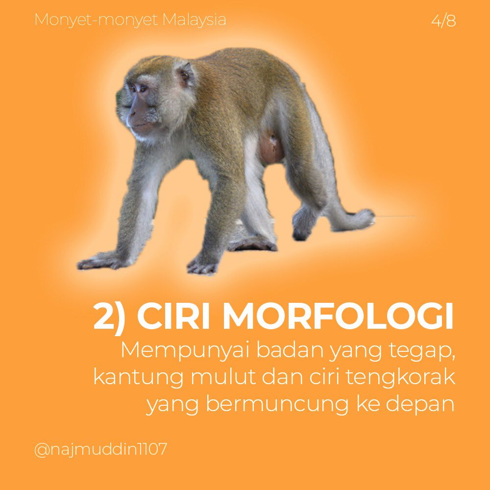 bdcvuthm's tweet photo. Fakta mengenai spesis Macaca yang terdapat di Malaysia. Apa lagi ciri Macaca yang anda tahu? Tulis di bahagian komen 😄

Bagi warga Johor, jangan lupa isi tinjauan! Terima kasih (https://t.co/kHDsBvZQ8e) 

#primate #primata #monyet #malaysia #primatology https://t.co/yzQJbnJMV8