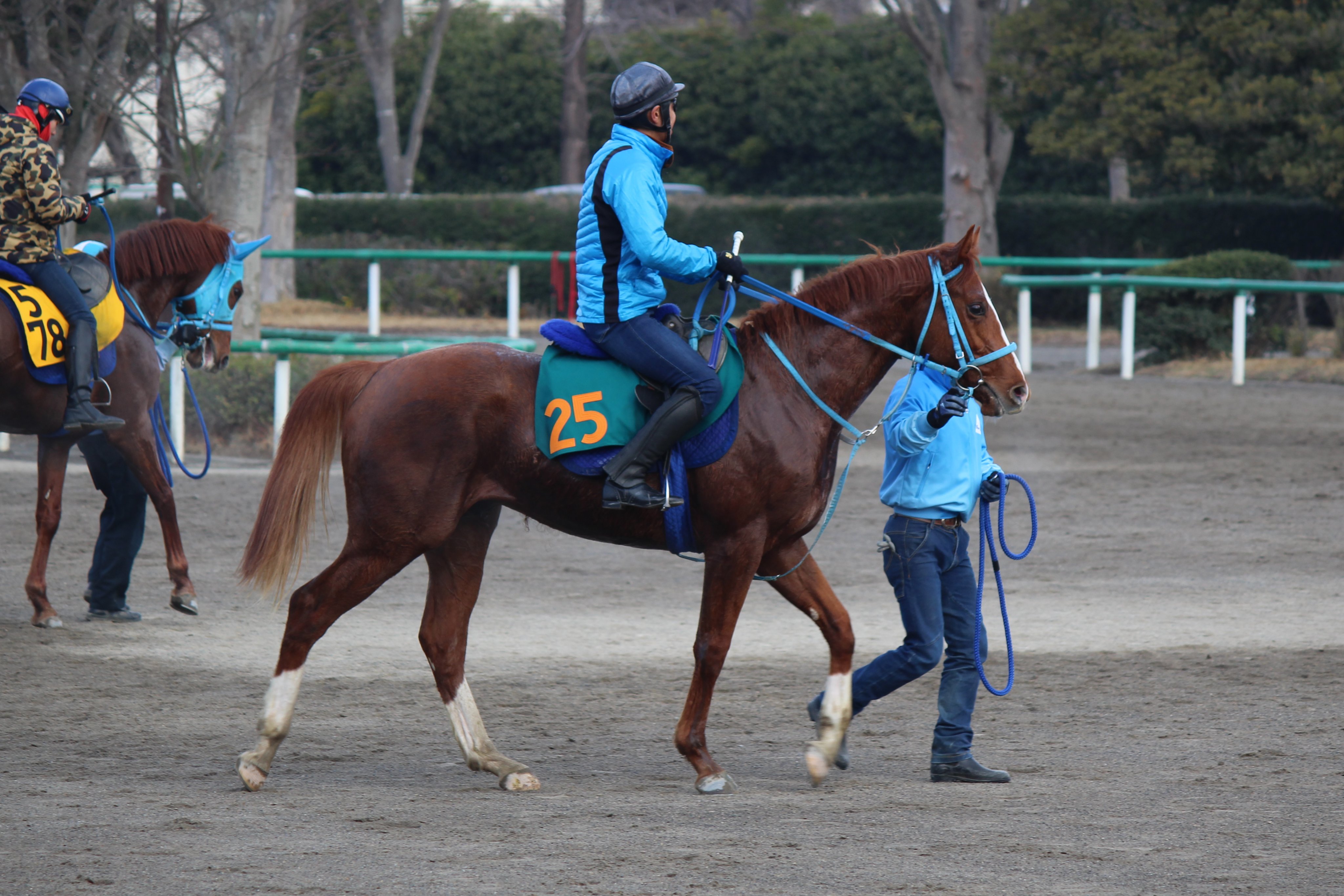 極ウマpog捜査官 ニッカン全力２歳馬追跡 今朝の美浦トレセン 南スタンド前を歩くホルディリディア 牡 和田正 父メイショウボーラー 母イソノキセキ です 美浦捜査官 ｔ ホルディリディア イソノキセキ 祖母イソノルーブル ２歳馬