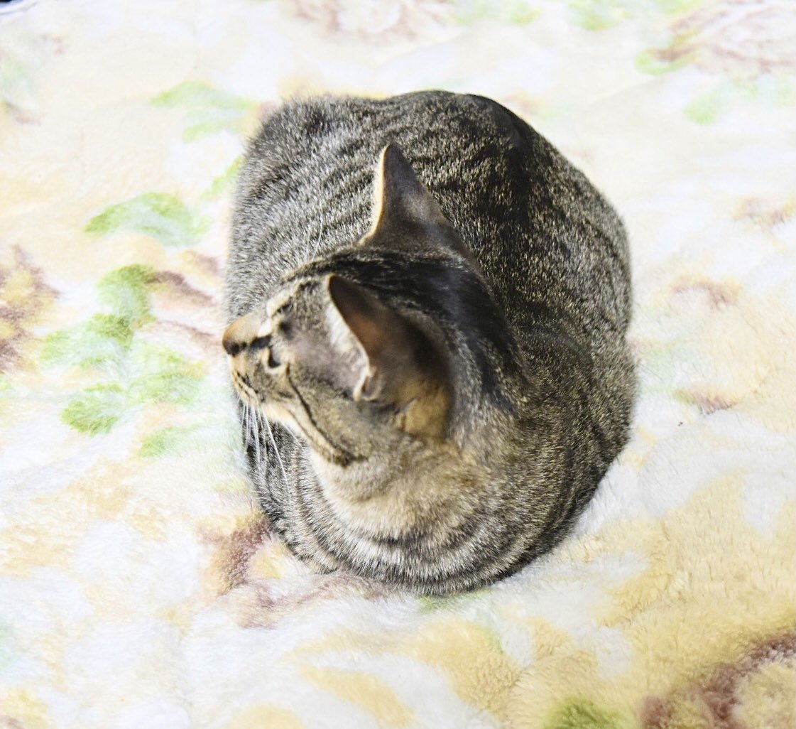 こま こまお こまおch Komao Channel على تويتر つちのこ化が進むこまおと そのまま寝てくれ 猫 保護猫 猫のいる暮らし 猫好きさんと繋がりたい ツチノコ猫