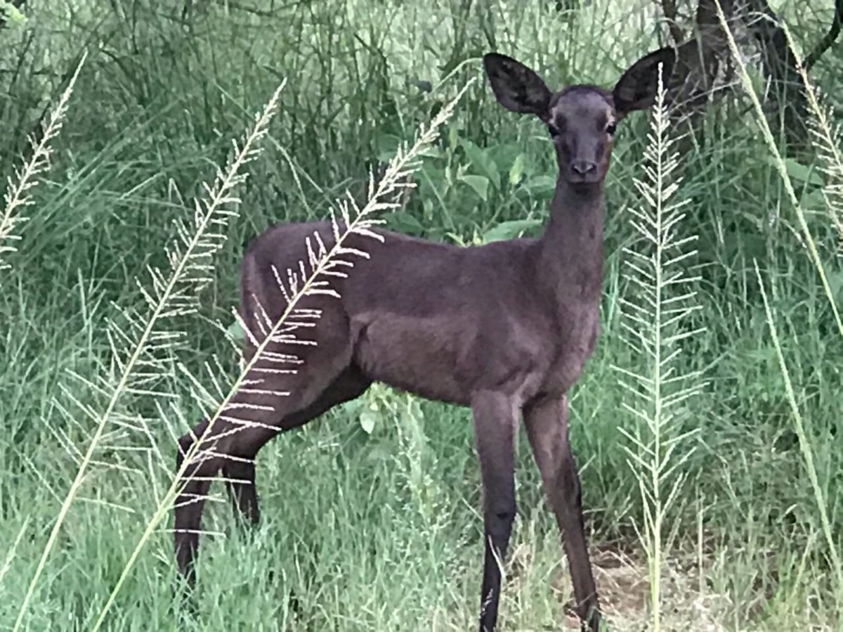 KedarLodge's tweet photo. Did you know that the Black Impala is a colour phase of the Southern Impala and not a subspecies? This black impala can be seen here at Kedar Heritage Lodge, and all made possible through our breeding programme.
#KedarLodge #BlackImpala #Impala #GameDrive https://t.co/okq0I2YSB1