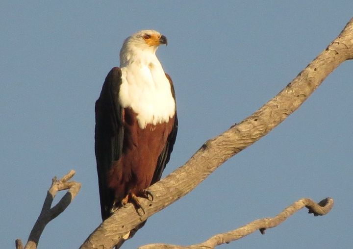 KedarLodge's tweet photo. If you're bird watching with us, be sure to ask for our list of over 155 spotted species and if you spot anything new, we'll add it to the list!
Photo Credit:  Shaun Mcgillewie - African Fish Eagle https://t.co/wTSosDWEWF