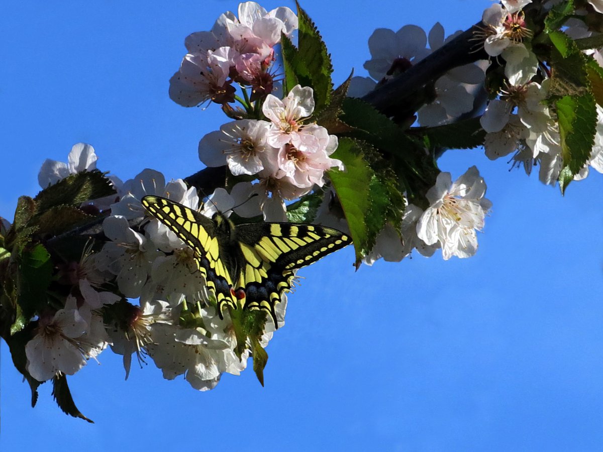 nitri2000's tweet image. 