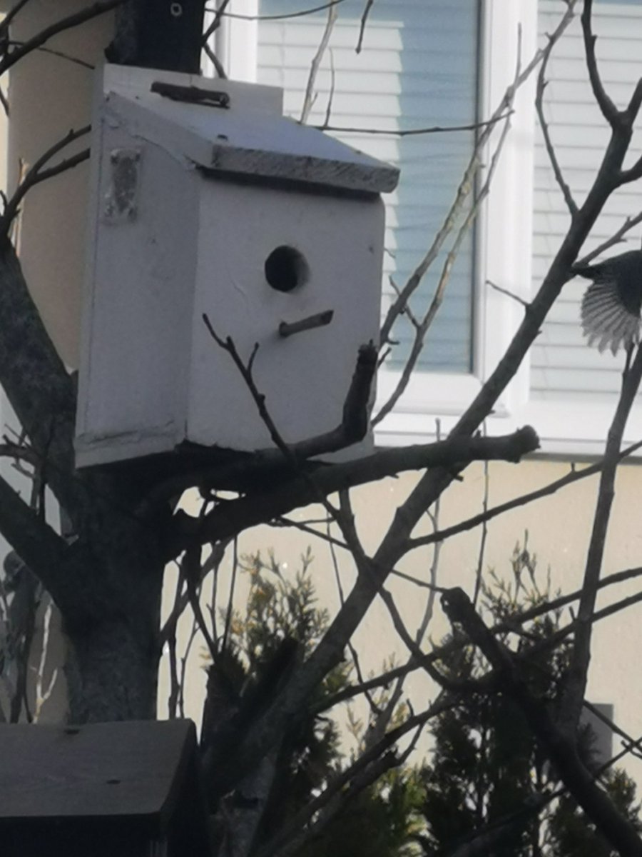 Mcga1972's tweet image. Saw the 2 bluetits this morning. You can just about see the wing as it flew away